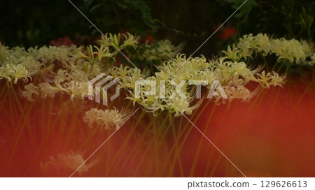 White spider lilies blooming in the foreground of red spider lilies White spider lilies blooming in the foreground of red spider lilies 129626613