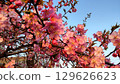 被夕陽染紅的河津櫻花 129626623