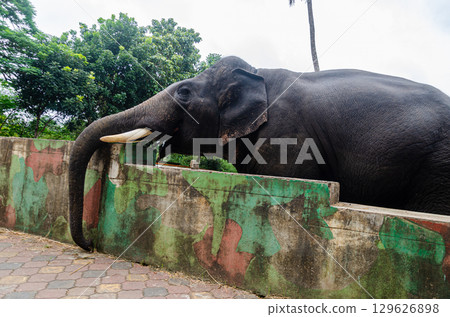 A Tusker at the Dubare Elephant Camp in Kushalnagar, Madikeri, Karnataka, India A Tusker at the Dubare Elephant Camp in Kushalnagar, Madikeri, Karnataka, India 129626898