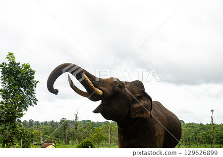 A Tusker at the Dubare Elephant Camp in Kushalnagar, Madikeri, Karnataka, India 129626899