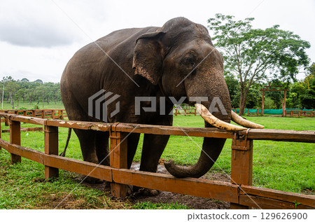 A Tusker at the Dubare Elephant Camp in Kushalnagar, Madikeri, Karnataka, India A Tusker at the Dubare Elephant Camp in Kushalnagar, Madikeri, Karnataka, India 129626900