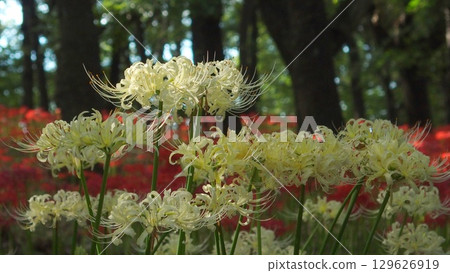 White cluster amaryllis White cluster amaryllis 129626919