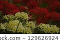白色簇孤挺花在紅色簇孤挺花的背景下綻放 129626924
