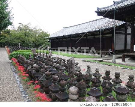 Cluster amaryllis blooms at Gangoji Temple in Nara City (Zen room, Uzuda) 129626964