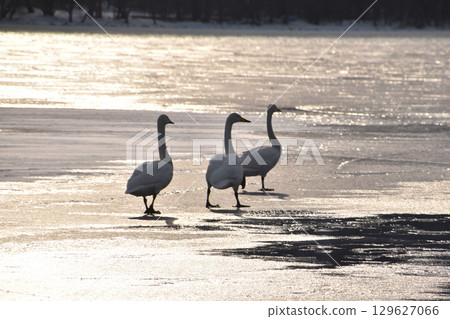 swans on winter lake swans on winter lake 129627066