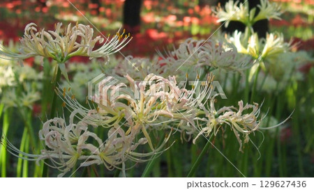 Pinkish cream-colored spider lilies 129627436
