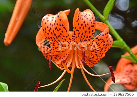 Onigari花 Onigari花 129627500