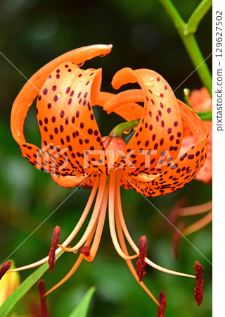 Onigari花 Onigari花 129627502