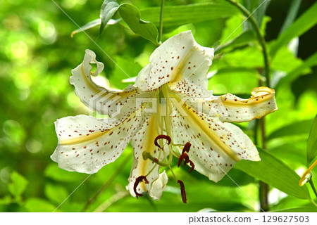 Yamamura flower blooming in the forest Yamamura flower blooming in the forest 129627503