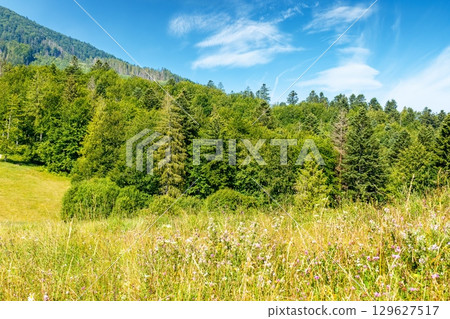 mountain landscape with fir forest on the hill in summer. hiking through beautiful nature scenery of ukraine alpine countryside. scenic view of carpathians under blue sky with clouds on a sunny day 129627517