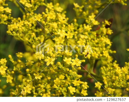 秋草七草之一 129627637