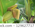 Banana flowers 129627717