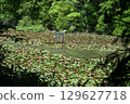 Blooming Benten Pond 129627718