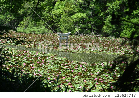 Blooming Benten Pond 129627718