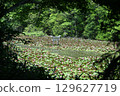 Blooming Benten Pond 129627719