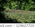 Blooming Benten Pond 129627720