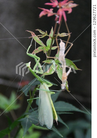 Mantis Fight Mantis Fight 129627721