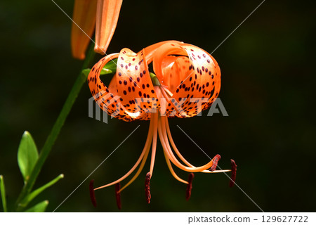 Flower of Onigari 129627722