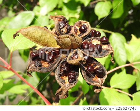 牡丹果 牡丹果 129627745