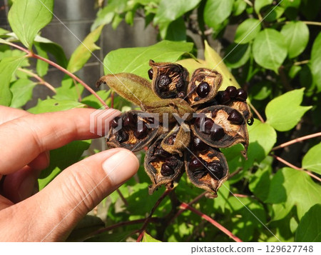 Peony fruit Peony fruit 129627748