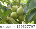 Walnut fruit 129627797