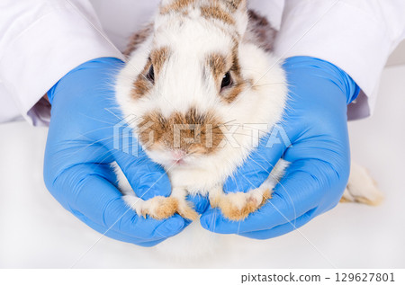 Veterinarian or researcher in blue latex gloves gently cradles small brown and white rabbit during medical examination white table in clinic 129627801