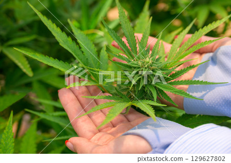 Female hands holding cannabis plant with buds Female hands holding cannabis plant with buds 129627802