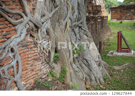 泰國大城府遺址 129627844