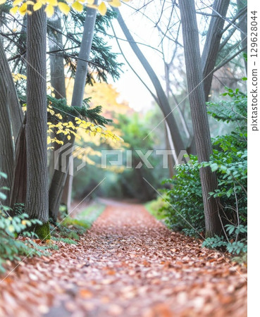 Autumnal Forest Path with Fallen Leaves Through Woodland Landscape and Sunlight Autumnal Forest Path with Fallen Leaves Through Woodland Landscape and Sunlight 129628044