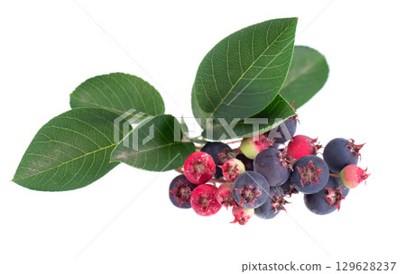 Serviceberry with green leaves isolated on white background. Saskatoon, amelanchier, shadbush, juneberry, irga or sugarplum ripe berries. Serviceberry with green leaves isolated on white background. Saskatoon, amelanchier, shadbush, juneberry, irga or sugarplum ripe berries. 129628237
