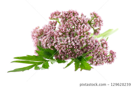 Valerian flowers isolated on white background. Valeriana officinalis. Medicinal herbs. Valerian flowers isolated on white background. Valeriana officinalis. Medicinal herbs. 129628239