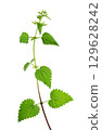 Nettle plant isolated on white background. Green common nettle, burn nettle, stinging nettle or Urtica dioica. Medicinal and culinary herb. Clipping path. 129628242