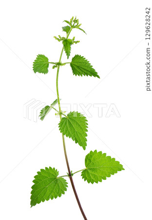 Nettle plant isolated on white background. Green common nettle, burn nettle, stinging nettle or Urtica dioica. Medicinal and culinary herb. Clipping path. 129628242