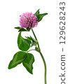 Clover flower isolated on white background. Pink clover on a stem with green leaves. Medicinal herb. 129628243