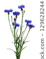 Blue Cornflower isolated on white background. Centaurea cyanus or bachelor's button flowers. 129628244