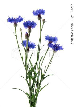 Blue Cornflower isolated on white background. Centaurea cyanus or bachelor's button flowers. Blue Cornflower isolated on white background. Centaurea cyanus or bachelor's button flowers. 129628244