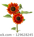 Red sunflower with green leaves, isolated on white background. Decorative sunflower flower. Clipping path. 129628245