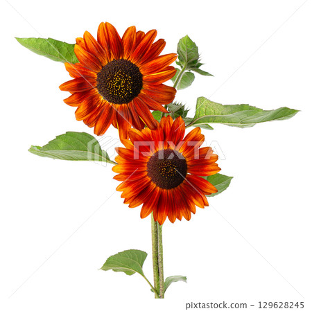 Red sunflower with green leaves, isolated on white background. Decorative sunflower flower. Clipping path. 129628245