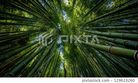 A view of the lush bamboo forest from below A view of the lush bamboo forest from below 129628260