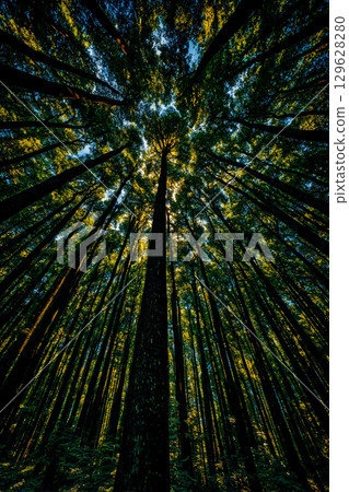 從森林內部看到美麗的樹木風景 129628280