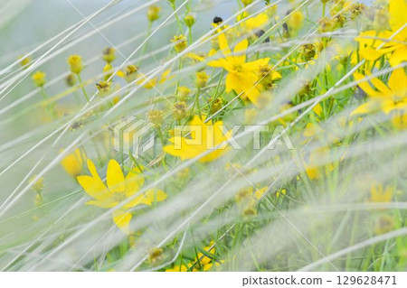 Coreopsis is a genus of flowering plants in the Asteraceae family. Common names include calliopsis and tickseed, a name shared with various other plants. Concept of a summer meadow full of blooming Coreopsis is a genus of flowering plants in the Asteraceae family. Common names include calliopsis and tickseed, a name shared with various other plants. Concept of a summer meadow full of blooming 129628471