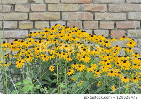 Rudbeckia hirta, commonly called black-eyed Susan and yellow coneflower, is a North American flowering plant in the family Asteraceae. It grows to 1 metre tall with daisy-like yellow flower heads 129628472