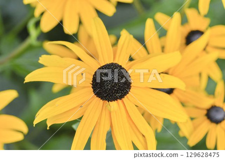 Rudbeckia is a garden plant with large yellow, orange, or red flowers with a dark circle in the middle. There are many different types of rudbeckia, including black-eyed Susans. Rudbeckia is a plant Rudbeckia is a garden plant with large yellow, orange, or red flowers with a dark circle in the middle. There are many different types of rudbeckia, including black-eyed Susans. Rudbeckia is a plant 129628475