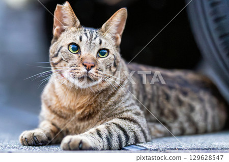 Stray cat 129628547