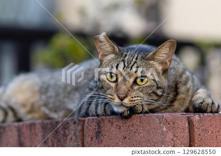 Stray cat Stray cat 129628550