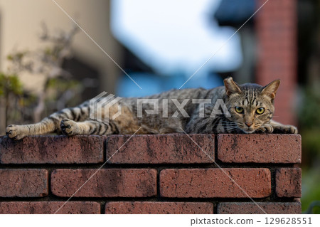 Stray cat 129628551