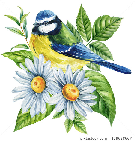Blue Tit Bird with White Daisies and Green Leaves, Watercolor Spring Floral Illustration, Nature Botanical Art on White Background 129628667
