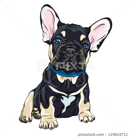 French Bulldog puppy vector illustration 129628712
