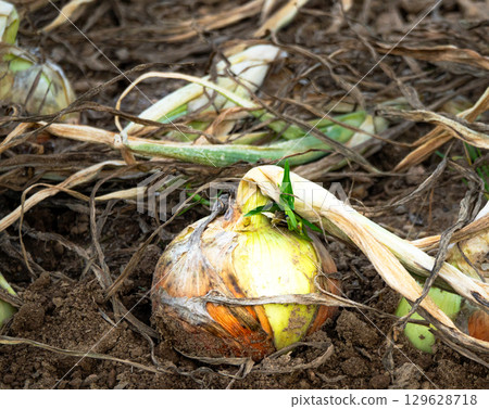 Hokkaido onions harvested and dried in the fields Hokkaido onions harvested and dried in the fields 129628718
