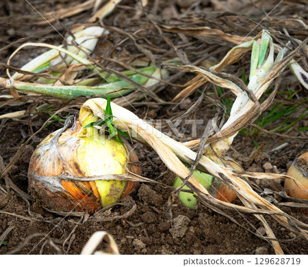 Hokkaido onions harvested and dried in the fields Hokkaido onions harvested and dried in the fields 129628719